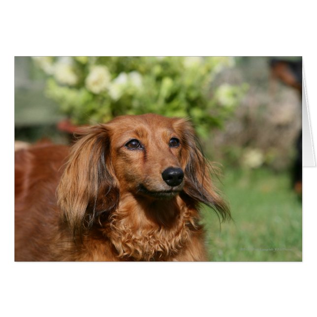 Red Long-haired Miniature Dachshund (Front Horizontal)