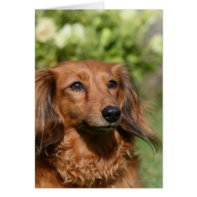 Red Long-haired Miniature Dachshund (Front)