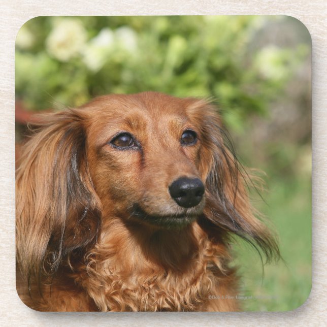 Red Long-haired Miniature Dachshund Coaster (Front)