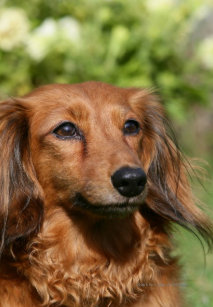 Dachshund Long Haired Miniature Phone Tablet Laptop Ipod
