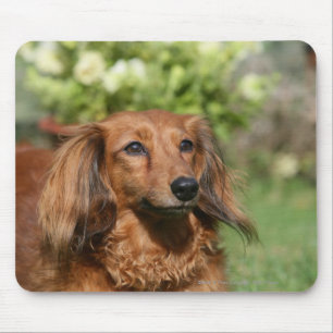 Red Long-haired Miniature Dachshund Mouse Mat