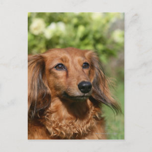 Red Long-haired Miniature Dachshund Postcard