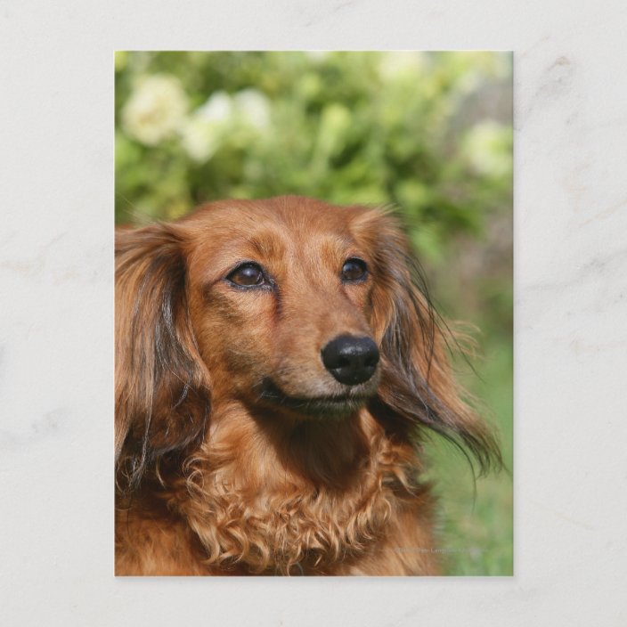 Red Longhaired Miniature Dachshund Postcard Zazzle.co.uk