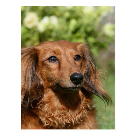 Red Long Haired Miniature Dachshund Postcard Zazzle Co Uk