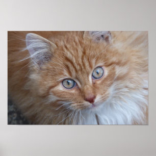 Red Long-haired Tabby Cat Looking Up Poster