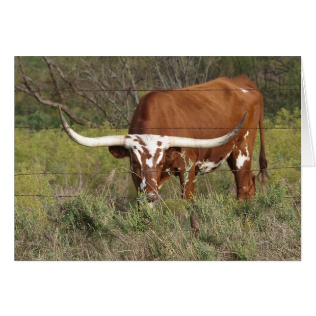 Red Longhorn Beauty Card (Front Horizontal)