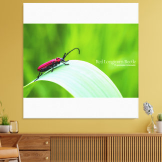 Red Longicorn Beetle and green background Canvas Print