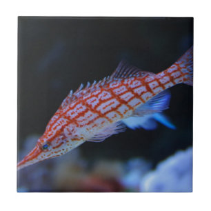 Red Longnose Hawkfish Tile