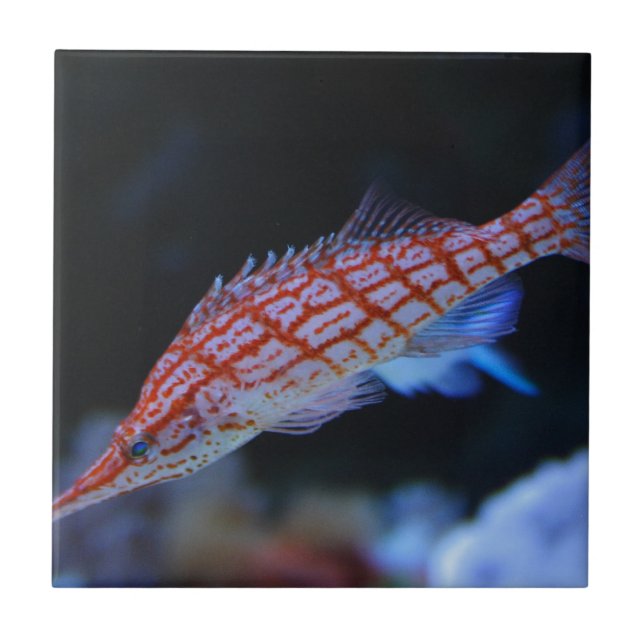Red Longnose Hawkfish Tile (Front)