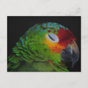 Red Lored Amazon Bird Winking Postcard