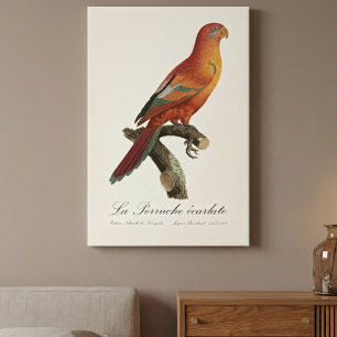 Red Lory or Eos Bornea, Trichoglossus borneus Canvas Print