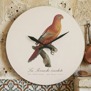 Red Lory or Eos Bornea, Trichoglossus borneus Large Clock