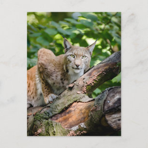 Red Lynx In Jungle Postcard