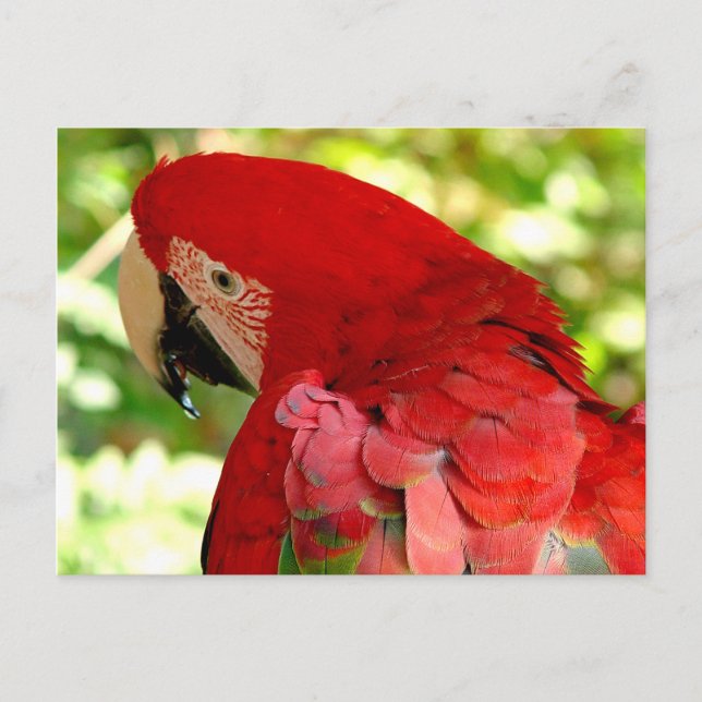 Red Macaw Parrot Postcard (Front)
