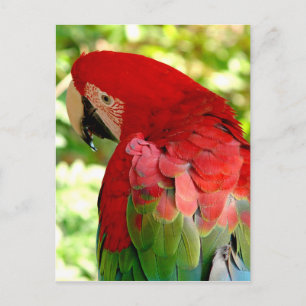Red Macaw Parrot Postcard 2