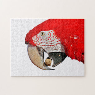 Red Macaw Parrot with Peanut Jigsaw Puzzle