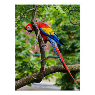 Red Macaw Wall Glossy Poster
