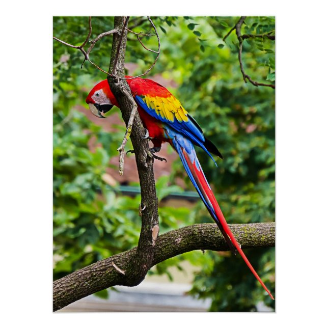 Red Macaw Wall Glossy Poster (Front)