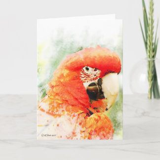 Red Macaw Watercolor Greeting Card