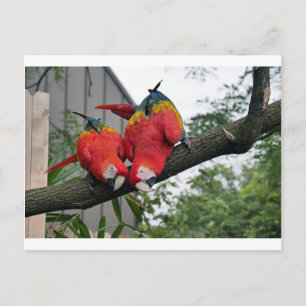 Red Macaws 1.JPG Postcard