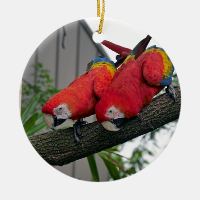 Red Macaws 2.JPG Ceramic Tree Decoration (Front)