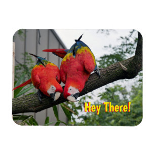 Red Macaws Magnet