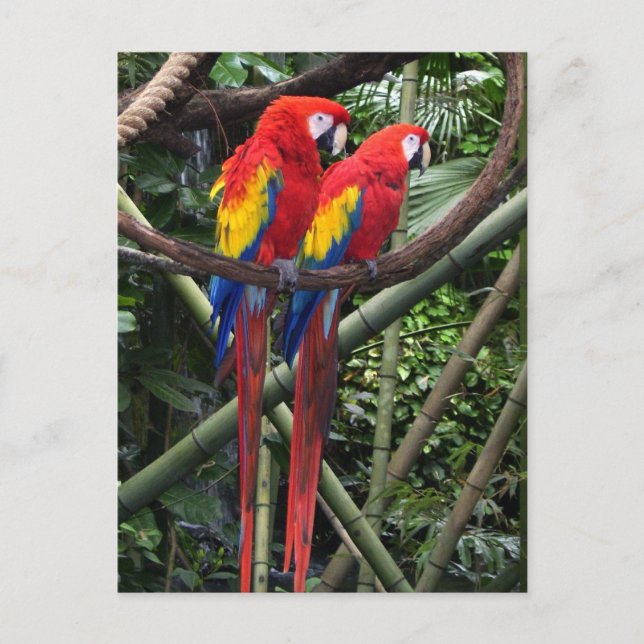 red macaws postcard (Front)