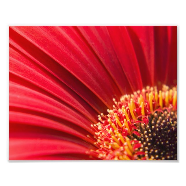 Red Macro Gerbera Daisy Flower Photo Print (Front)