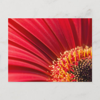Red Macro Gerbera Daisy Flower Postcard