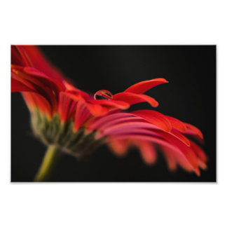 Red Macro Gerbera Flower Photo Print