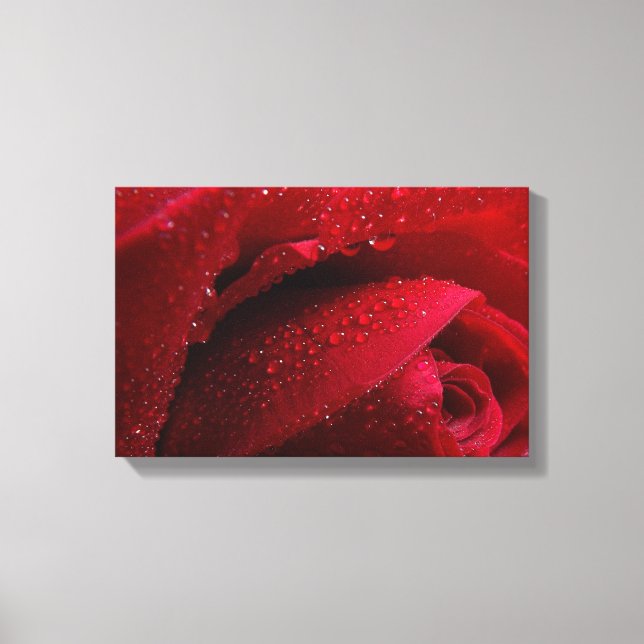Red Macro Rose with Water Droplets Canvas Print (Front)