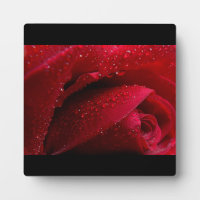 Red Macro Rose with Water Droplets
