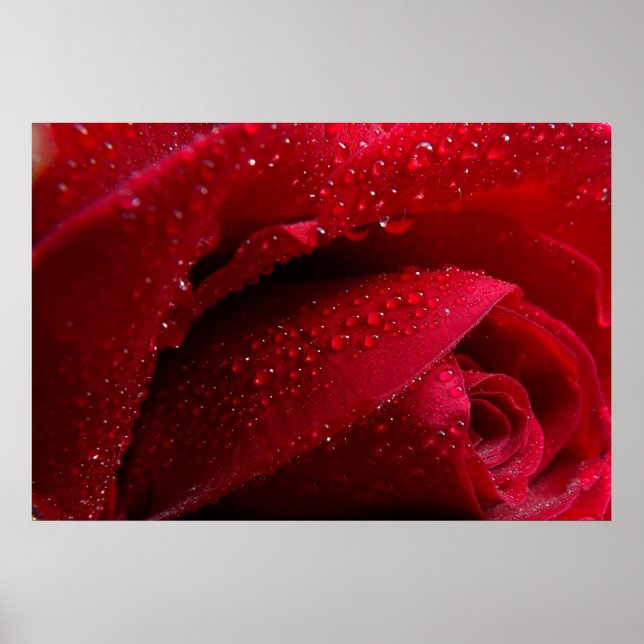 Red Macro Rose with Water Droplets Poster (Front)