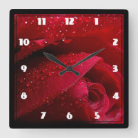 Red Macro Rose with Water Droplets