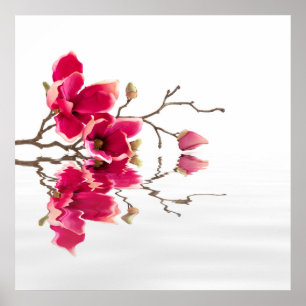 Red Magnolia Blossom Beauty Spa Relaxiation Poster