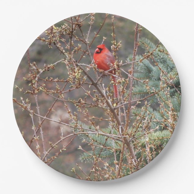 Red Male Cardinal on Forsythia Hedge Paper Plate (Front)