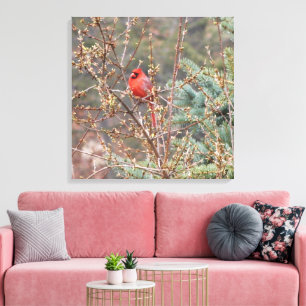 Red Male Cardinal Perched on Hedges Canvas Print