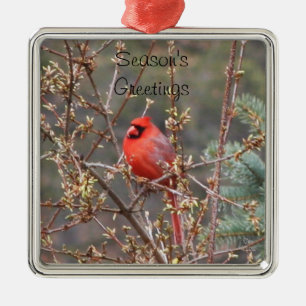 Red Male Cardinal Season's Greetings Ornament