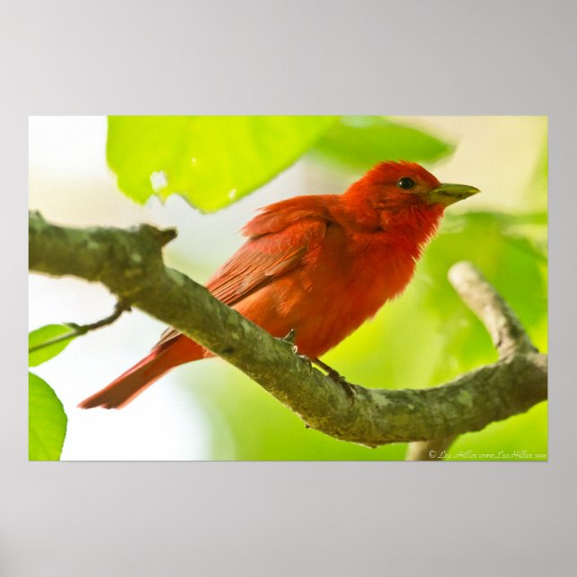 Red Male Summer Tanager on Branch Poster (Front)