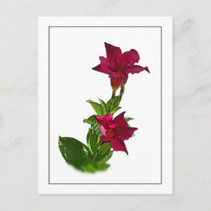 Red Mandevilla Botanical Sketch Postcard