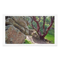 "Red Manzanita Amongst Massive Red-hued Rocks,"