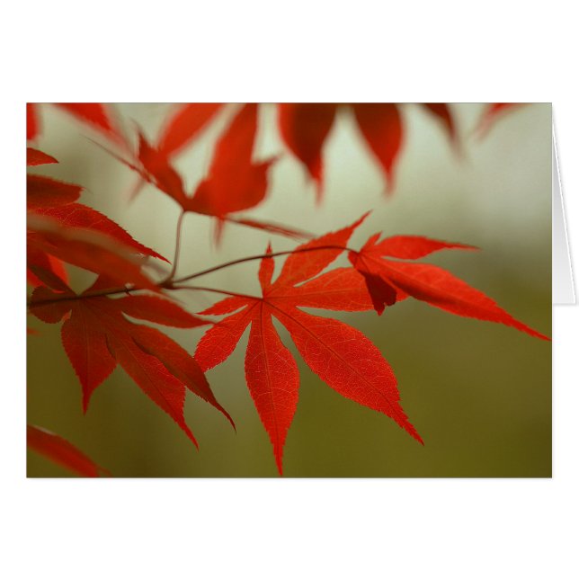 Red Maple (Front Horizontal)
