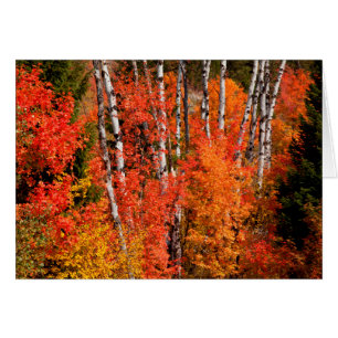 Red Maple (Acer Rubra) And Aspens