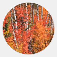 Red Maple (Acer Rubra) And Aspens