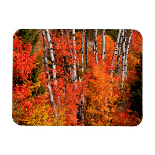 Red Maple (Acer Rubra) And Aspens Magnet