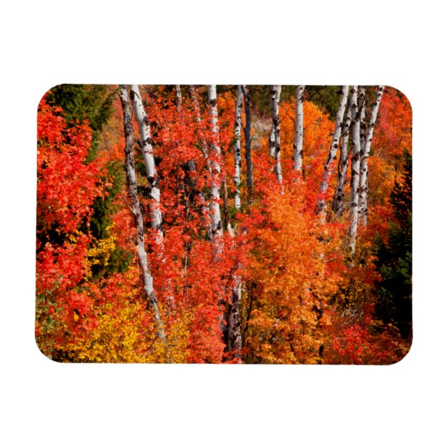 Red Maple (Acer Rubra) And Aspens Magnet (Horizontal)