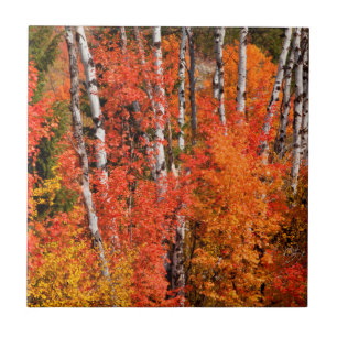 Red Maple (Acer Rubra) And Aspens Tile