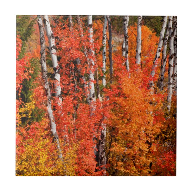 Red Maple (Acer Rubra) And Aspens Tile (Front)