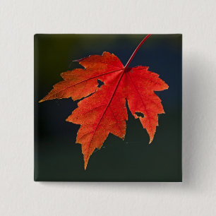 Red Maple Acer rubrum) red leaf in autumn, 15 Cm Square Badge