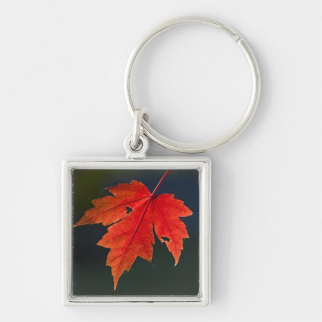 Red Maple Acer rubrum) red leaf in autumn, Key Ring (Front)